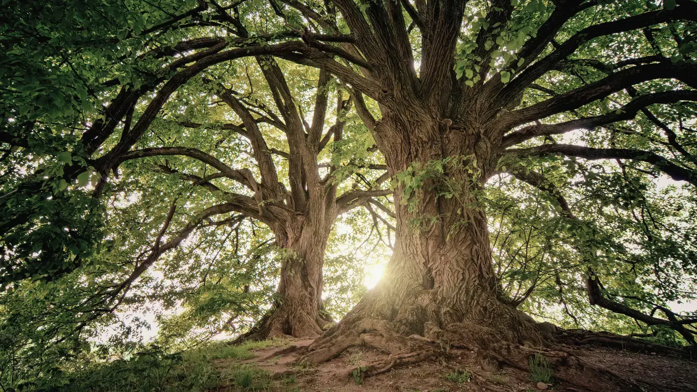 Afforestation