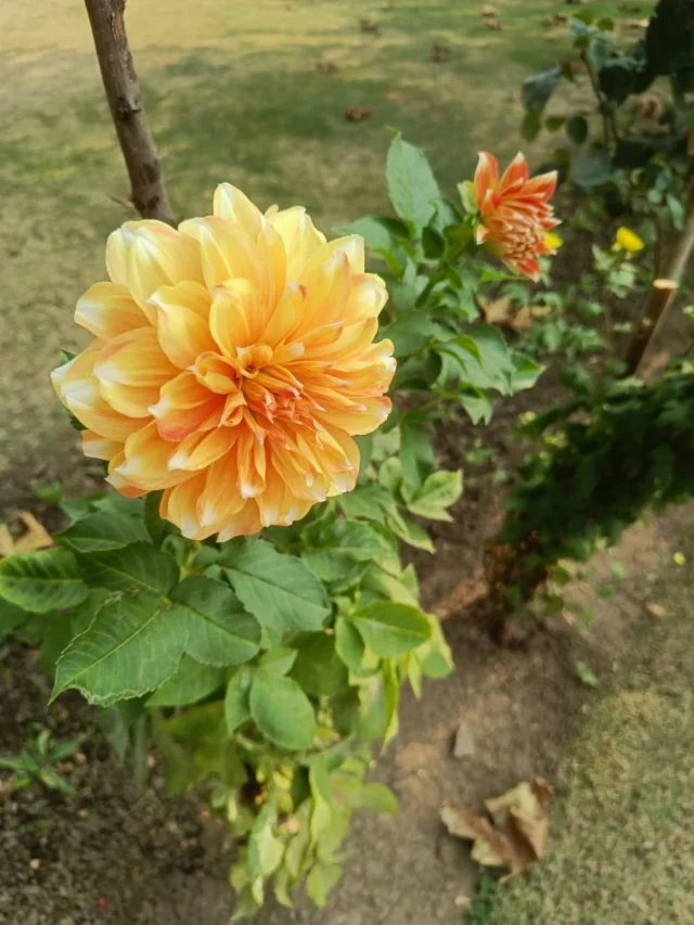 Famous Flowers Of India