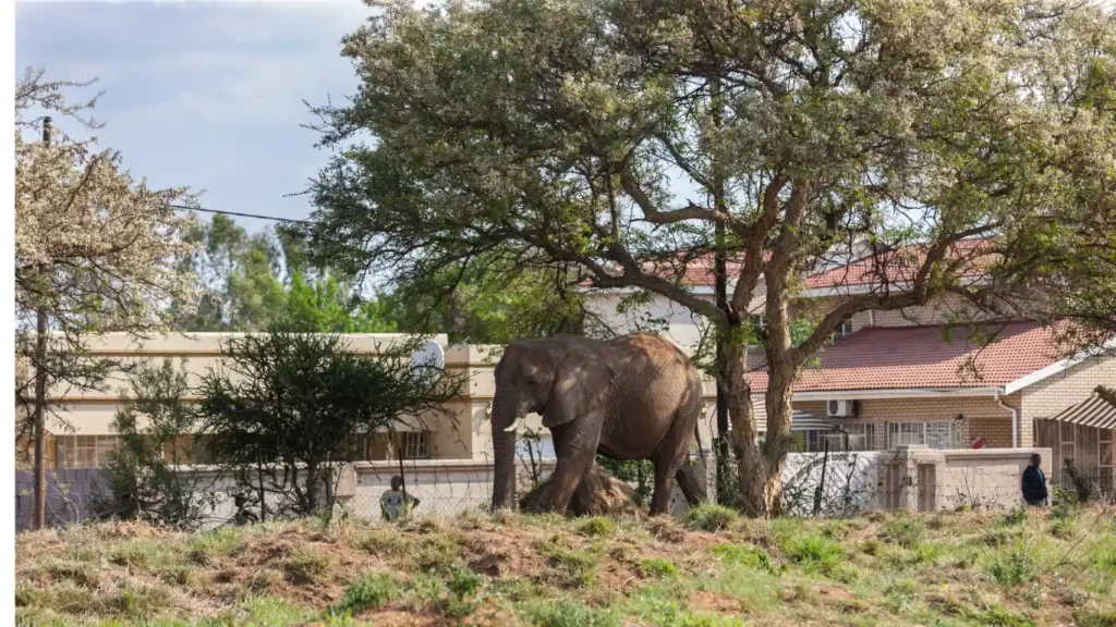 Human Animal Conflict