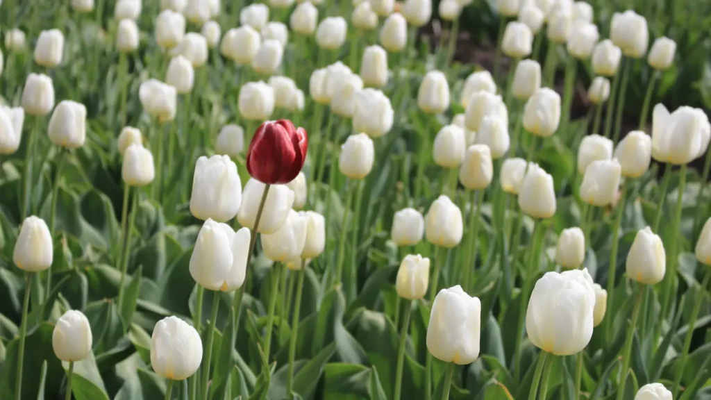 A single red rose amidst a sea of white roses.