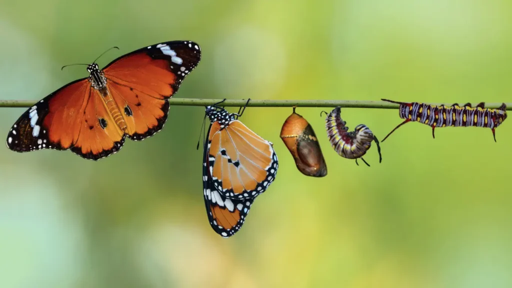 Metamorphosis of caterpillar to butterfly