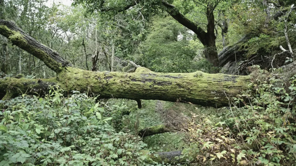 Poetry of Nature - its endurance. Life thrives in nature even upon its dead parts. Grass and moss growing on top of fallen tree.