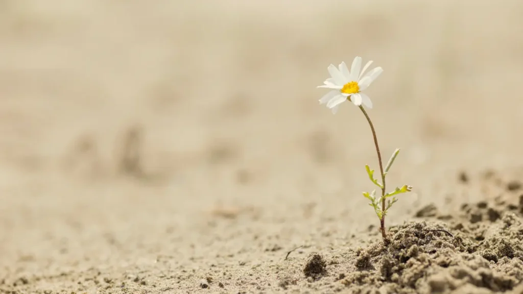 A single flower growing in adverse desert conditions.