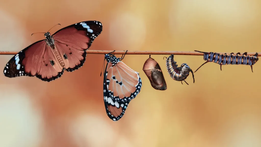 Image of caterpillar changing to butterfly to show beauty of change.